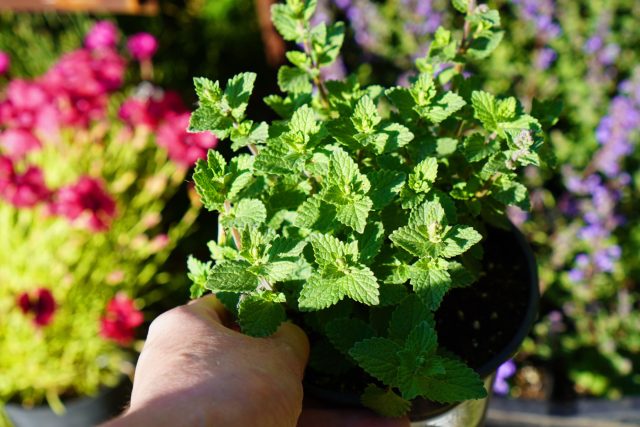 Котовник кошачий (Nepeta cataria)