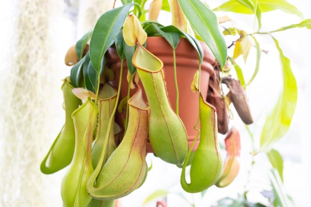 Непентес (Nepenthes)