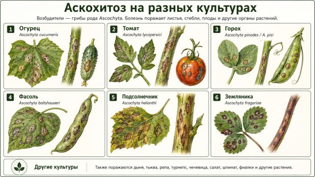Симптоматика аскохитоза на разных культурах Симптоматика аскохитоза на разных культурах