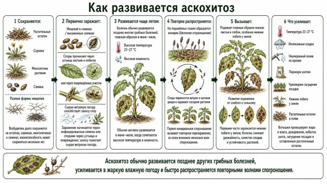 Как развивается аскохитоз Как развивается аскохитоз