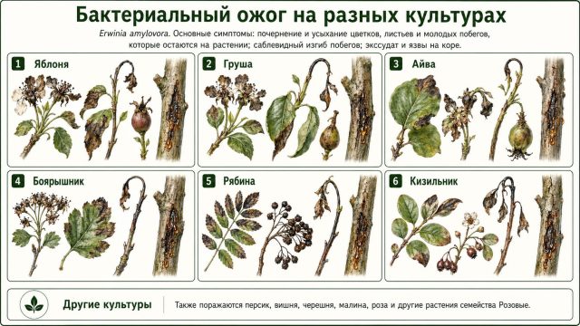 Симптомы бактериального ожога на разных культурах Симптомы бактериального ожога на разных культурах