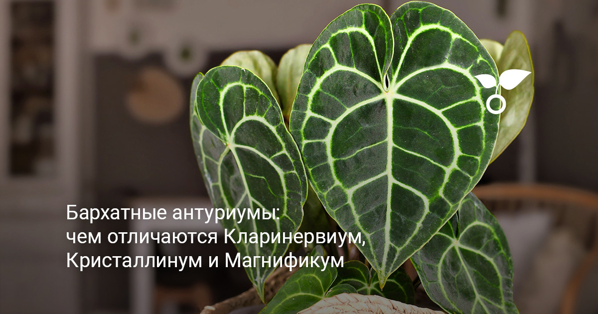 Коллекция бархатных антуриумов в интерьере