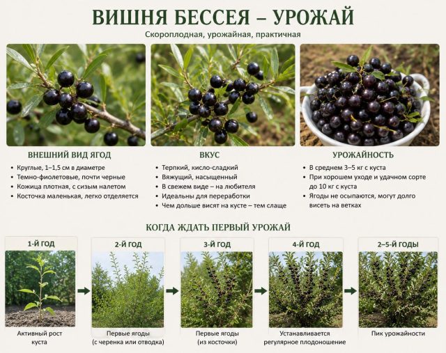 Саженец, выращенный из черенка или отводка, обычно даёт первые ягоды уже на второй год, из косточки, на третий. Саженец, выращенный из черенка или отводка, обычно даёт первые ягоды уже на второй год, из косточки, на третий.
