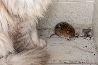 Пойманная котом полёвка