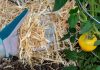 Что я всегда мульчирую летом в саду, огороде и цветнике - Блоги компаний Что я всегда мульчирую летом в саду, огороде и цветнике