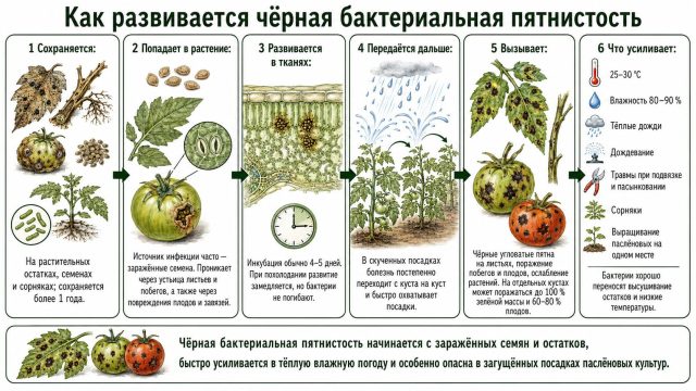 Как развивается чёрная бактериальная пятнистость Как развивается чёрная бактериальная пятнистость