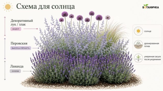 Схема для солнца №2: лаванда + перовския + декоративный лук или злак Схема для солнца №2: лаванда + перовския + декоративный лук или злак