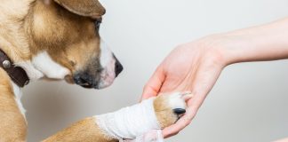 Дачная аптечка для питомца: что обязательно нужно взять с собой за город - Лучшее Дачная аптечка для питомца: что обязательно нужно взять с собой за город