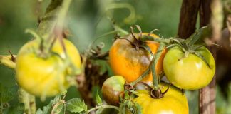 Как не дать фитофторе погубить томаты и картофель: признаки и план действий - Лучшее Фитофтора на томатах и картофеле: как заметить болезнь до того, как почернеют кусты