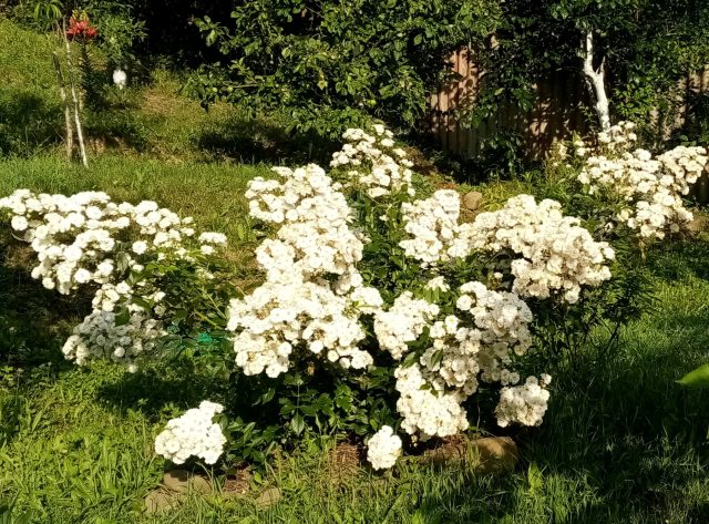 Роза «Гирлянд д’Амур» ('Guirlande d'Amour') Роза «Гирлянд д’Амур» ('Guirlande d'Amour')