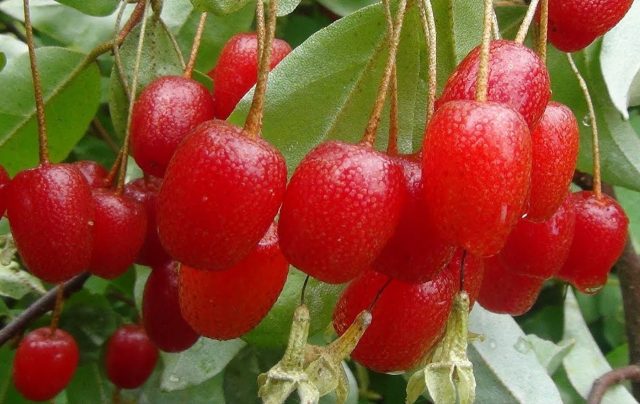 Сорт гуми Сахалинский первый. Сорт гуми Сахалинский первый.