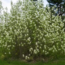 Ирга колосистая (Amelanchier spicata)