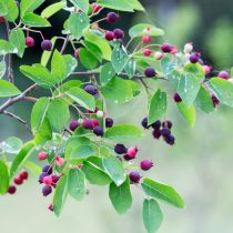Ирга канадская (Amelanchier canadensis)