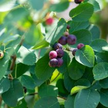 Ирга обыкновенная или круглолистная (Amelanchier ovalis)