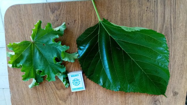 Листья мальвы кудрявой и тутовника Листья мальвы кудрявой и тутовника