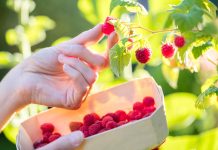 Как повысить урожайность малины и получить крупную ягоду? Как повысить урожайность малины и получить крупную ягоду?