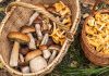 Какие грибы солить, а какие жарить? Разбираемся с каждым - Своими руками Какие грибы солить, а какие жарить? Разбираемся с каждым