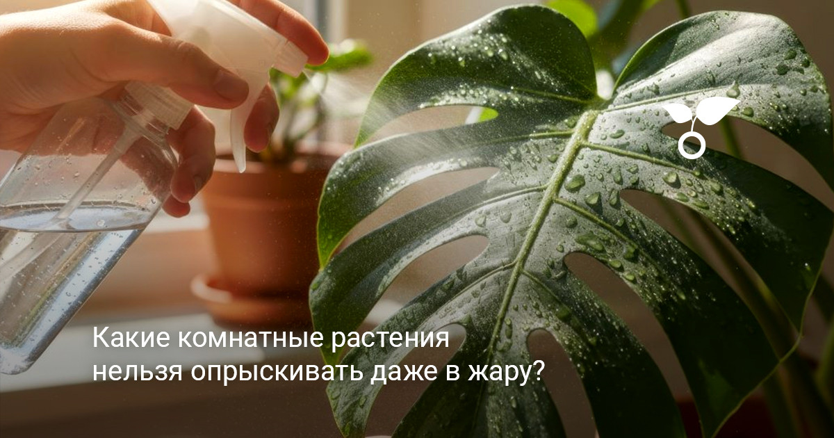 Летний уход за комнатными цветами комнатные растения на подоконнике в летний период