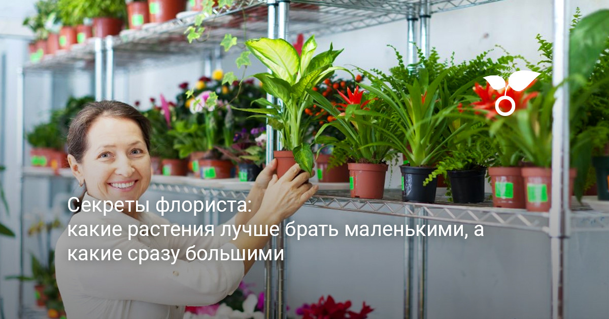 Выбор комнатных растений Выбор комнатных растений разного размера в магазине