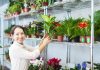 Секреты флориста: какие растения лучше брать маленькими, а какие сразу большими - Рецепты Какие комнатные растения лучше покупать маленькими, а какие сразу большими