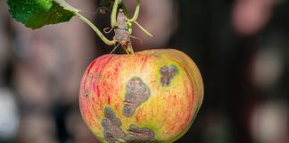 Корни растений гниют, плоды портятся: первые признаки опасных болезней - Сад и огород Корни растений гниют, плоды портятся: первые признаки опасных болезней