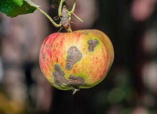 Корни растений гниют, плоды портятся: первые признаки опасных болезней - Блоги компаний Корни растений гниют, плоды портятся: первые признаки опасных болезней