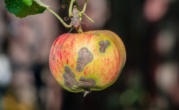 Корни растений гниют, плоды портятся: первые признаки опасных болезней