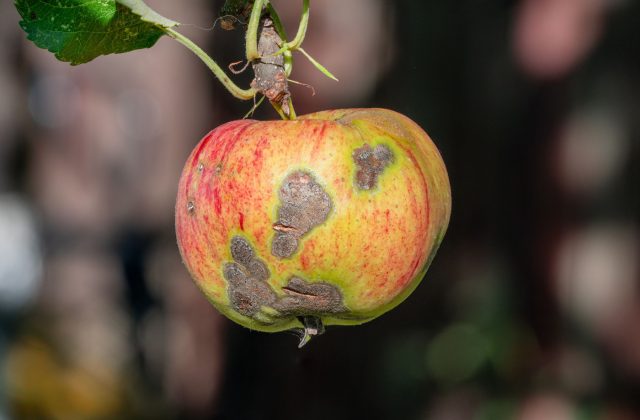 Корни растений гниют, плоды портятся: первые признаки опасных болезней
