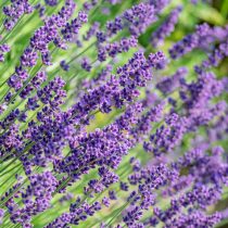 Английская лаванда (Lavandula angustifolia)