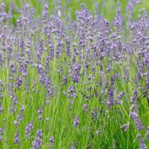 Лавандины (Lavandula x intermedia)