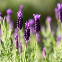 Французская и испанская лаванда (Lavandula stoechas)