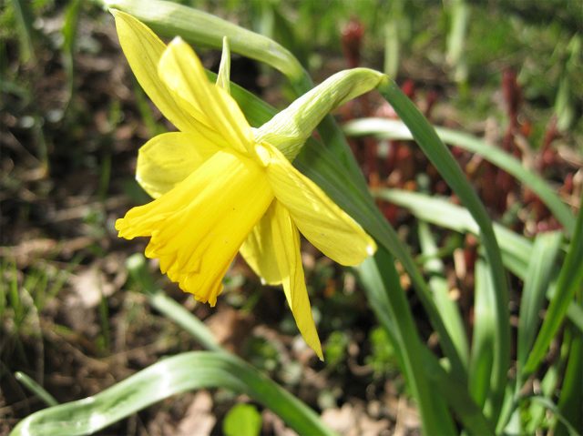 Нарциссы (лат. Narcissus) Нарциссы (лат. Narcissus)
