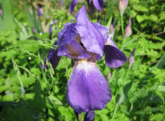 Ирис (лат. Iris) Ирис (лат. Iris)