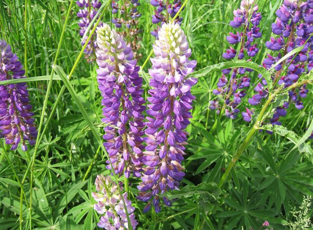 Люпин многолистный (лат. Lupinus polyphyllus) Люпин многолистный (лат. Lupinus polyphyllus)