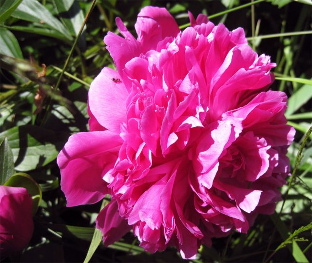 Пион (лат. Paeonia) Пион (лат. Paeonia)