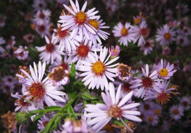 Многолетние астры (лат. Aster и Symphyotrichum) Многолетние астры (лат. Aster и Symphyotrichum)