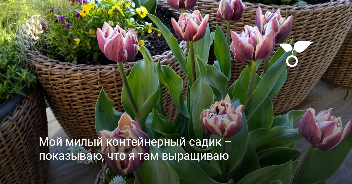 Общий вид контейнерного сада с красивыми цветами в горшках на террасе