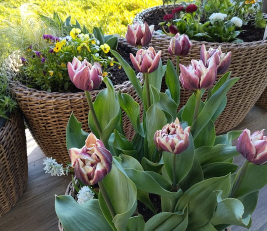 Мой милый контейнерный садик – показываю, что я там выращиваю - Цветы многолетние Мой милый контейнерный сад