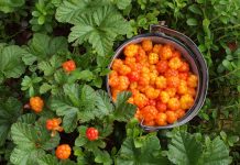 Морошка на даче: можно ли вырастить царскую ягоду в средней полосе Морошка на даче: можно ли вырастить царскую ягоду в средней полосе