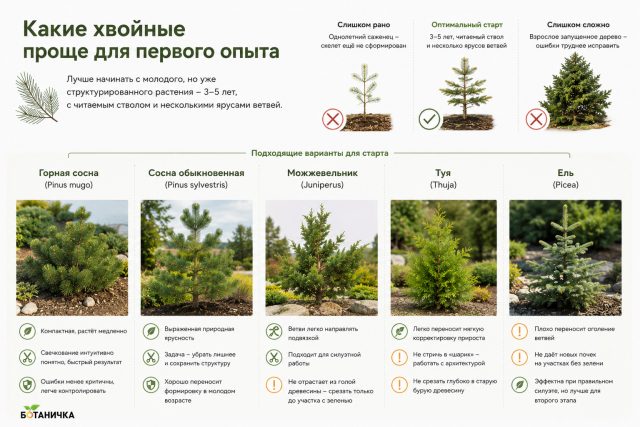 Лучше начинать с молодого, но уже структурированного растения – 3–5 лет, с читаемым стволом и несколькими ярусами ветвей. Лучше начинать с молодого, но уже структурированного растения – 3–5 лет, с читаемым стволом и несколькими ярусами ветвей.