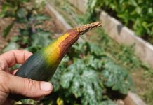 Почему кабачки гниют на кусте: все причины и что делать на грядке Почему кабачки гниют на кусте: все причины и что делать на грядке