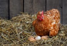 Почему куры перестали нестись: 10 самых частых причин Почему куры перестали нестись: 12 причин, которые чаще всего виноваты
