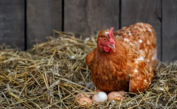 Почему куры перестали нестись: 12 причин, которые чаще всего виноваты