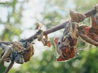 Монилиоз сливы на листьях Монилиоз сливы на листьях