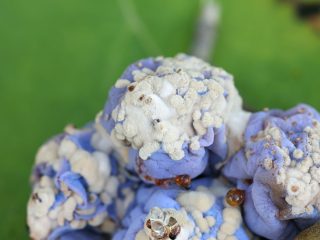 Монилиоз сливы на плодах Монилиоз сливы на плодах