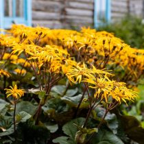 Бузульник (Ligularia) Бузульник (Ligularia)