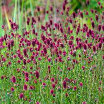 Кровохлёбка (Sanguisorba) Кровохлёбка (Sanguisorba)