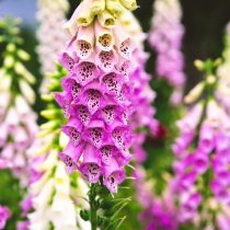 Наперстянка (Digitalis purpurea) Наперстянка (Digitalis purpurea)