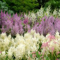 Астильба (Astilbe) Астильба (Astilbe)