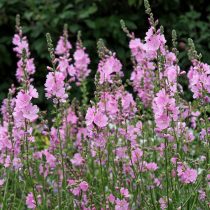 Сидальцея (Sidalcea) Сидальцея (Sidalcea)
